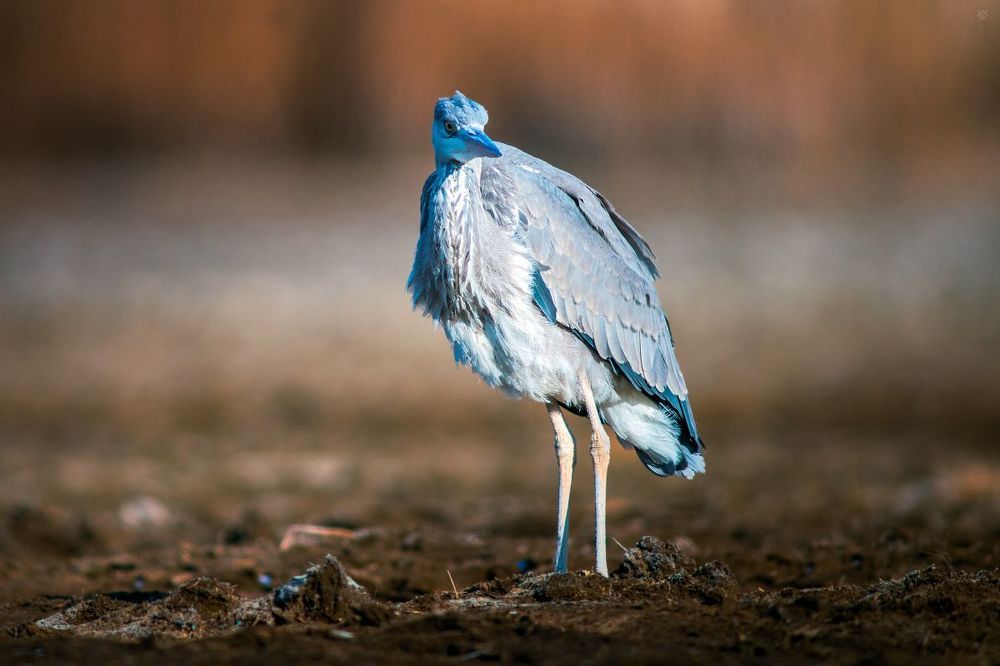 Grey heron