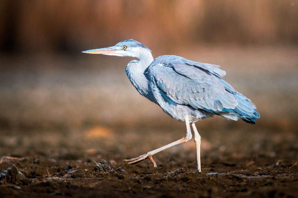 Grey heron