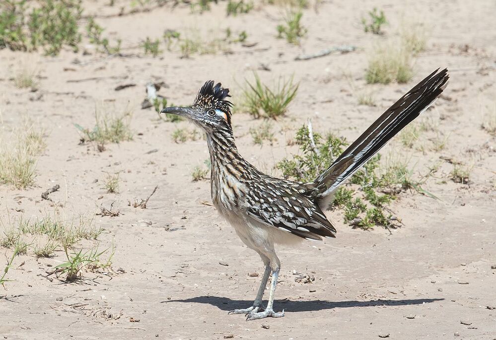 Greater Roadrunner - Калифорнийская земляная кукушка