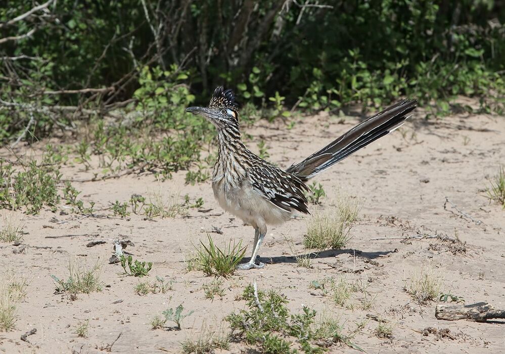 Greater Roadrunner - Калифорнийская земляная кукушка