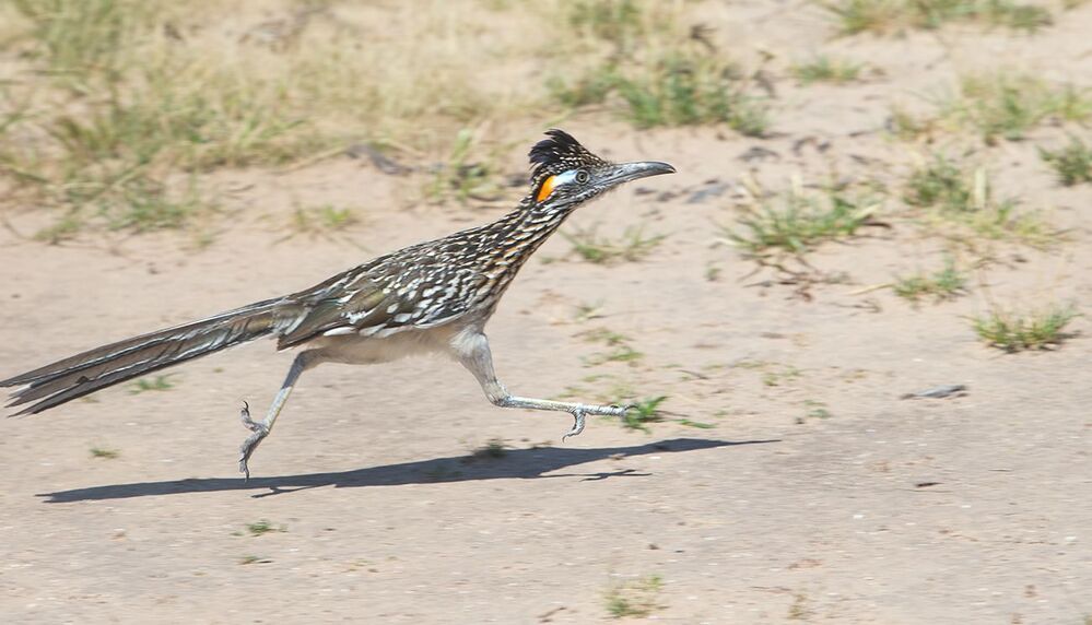 Greater Roadrunner - Калифорнийская земляная кукушка