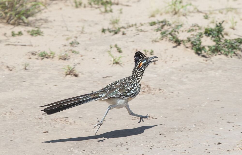 Greater Roadrunner - Калифорнийская земляная кукушка