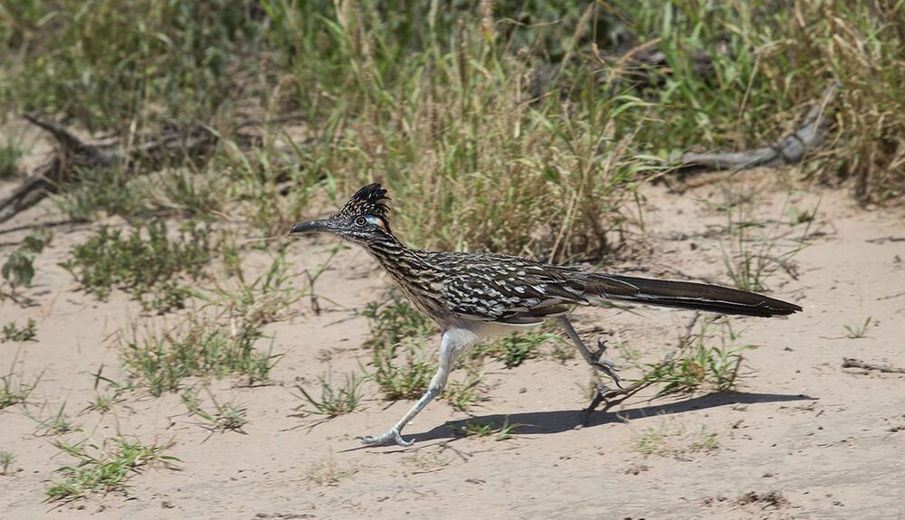 Greater Roadrunner - Калифорнийская земляная кукушка