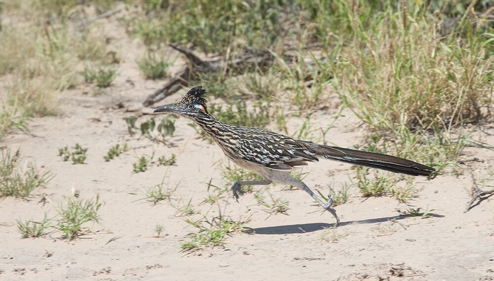 Greater Roadrunner - Калифорнийская земляная кукушка
