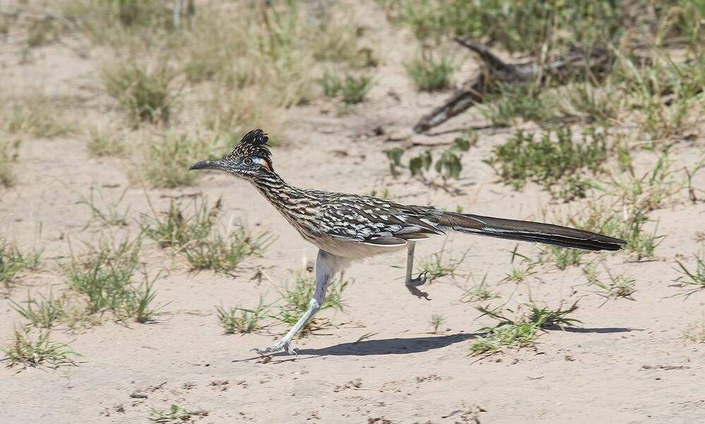 Greater Roadrunner - Калифорнийская земляная кукушка