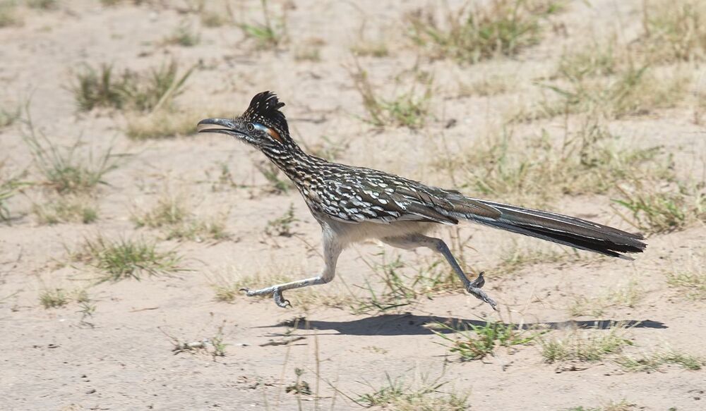 Greater Roadrunner - Калифорнийская земляная кукушка