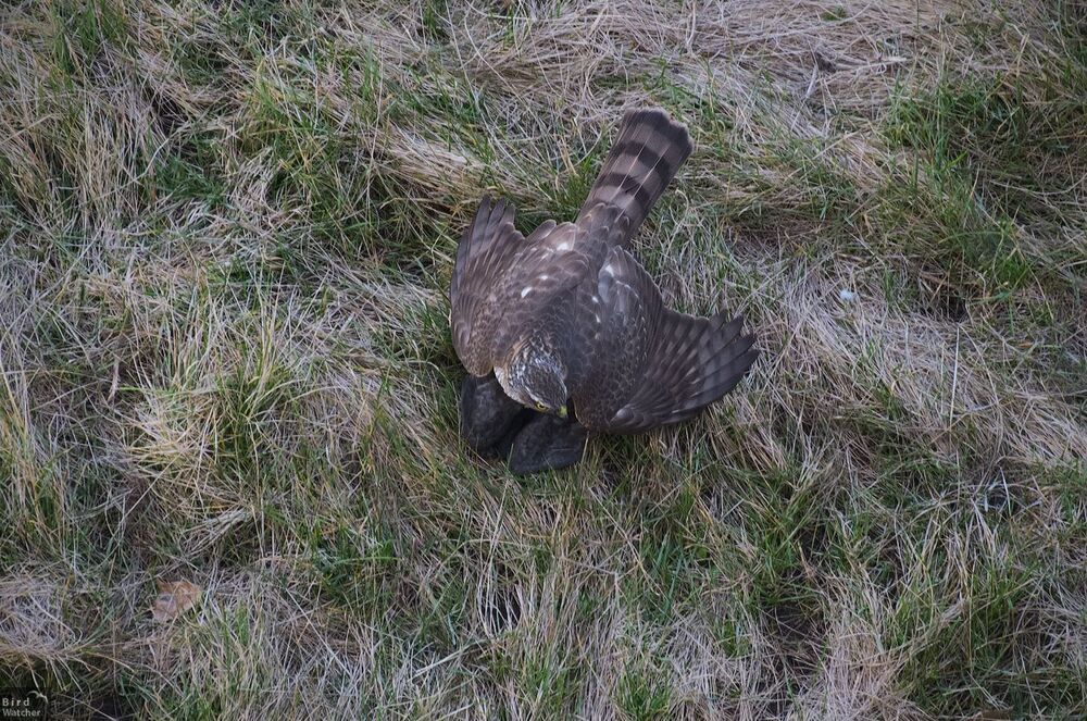 Eurasian sparrowhawk