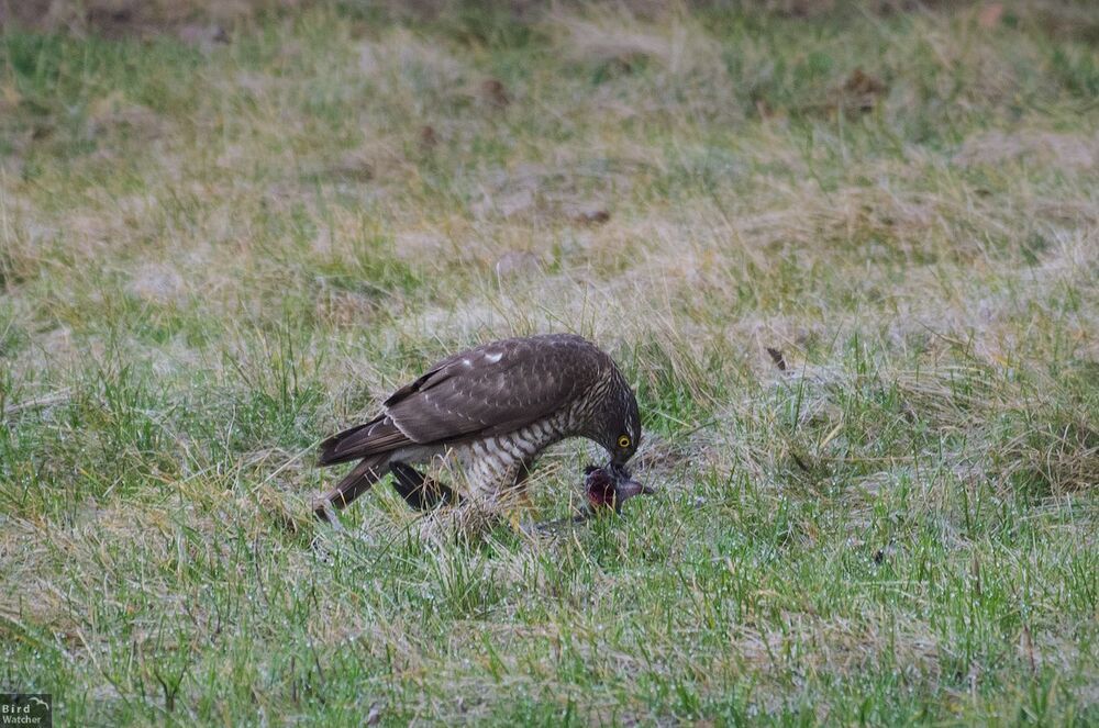 Eurasian sparrowhawk