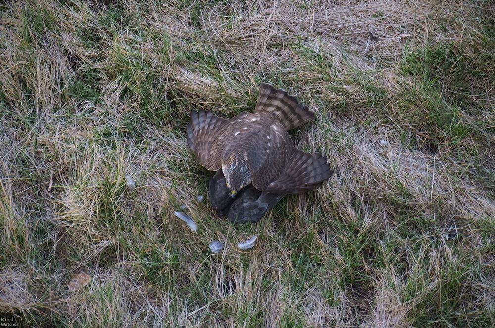 Eurasian sparrowhawk