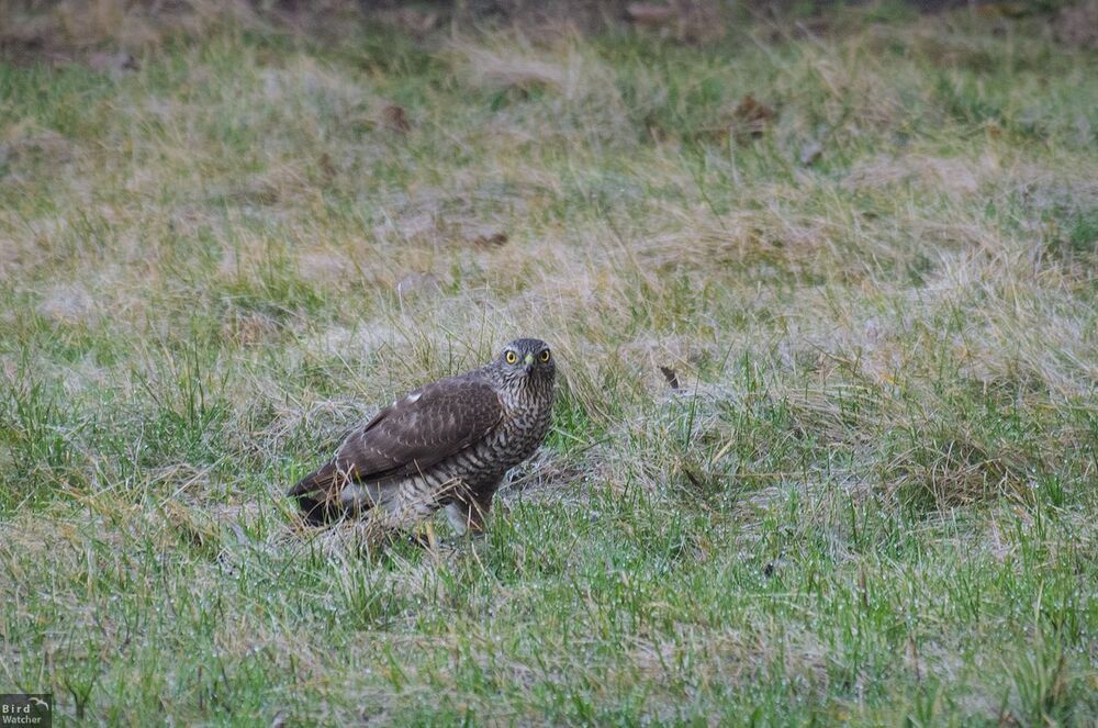 Eurasian sparrowhawk