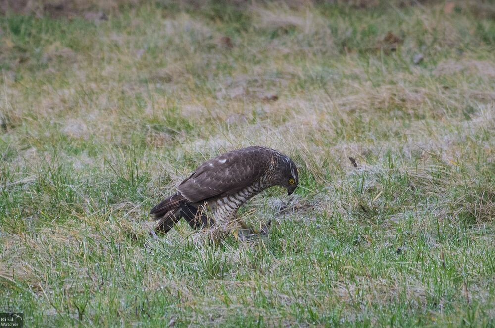 Eurasian sparrowhawk