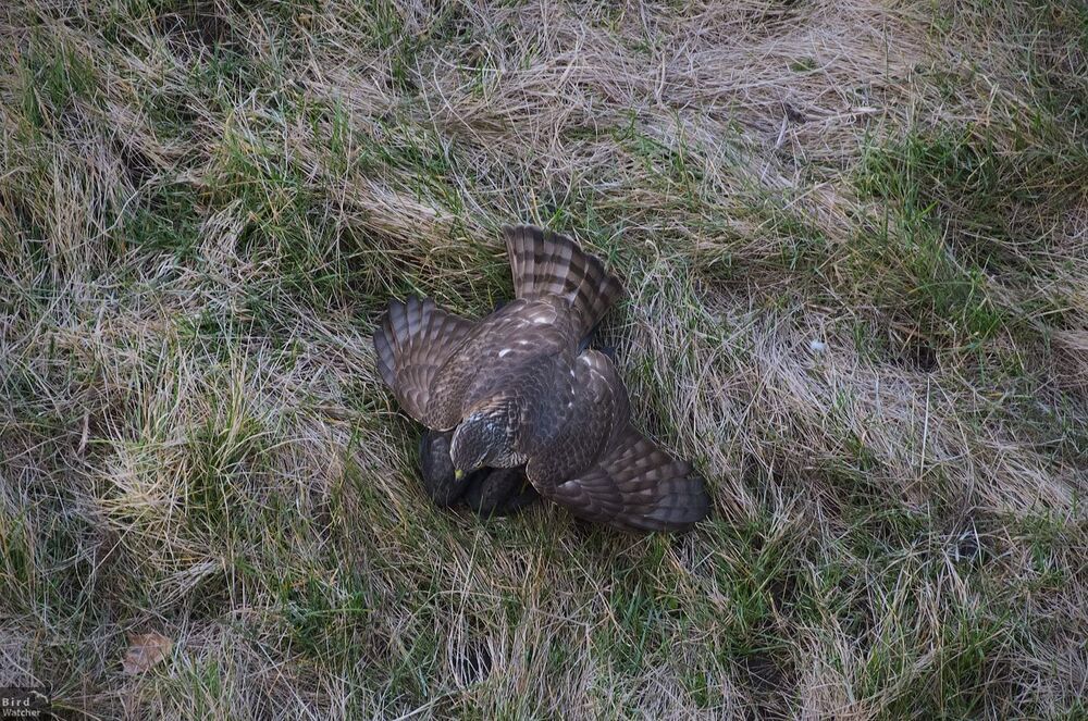 Eurasian sparrowhawk