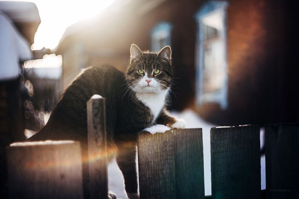 Котейка