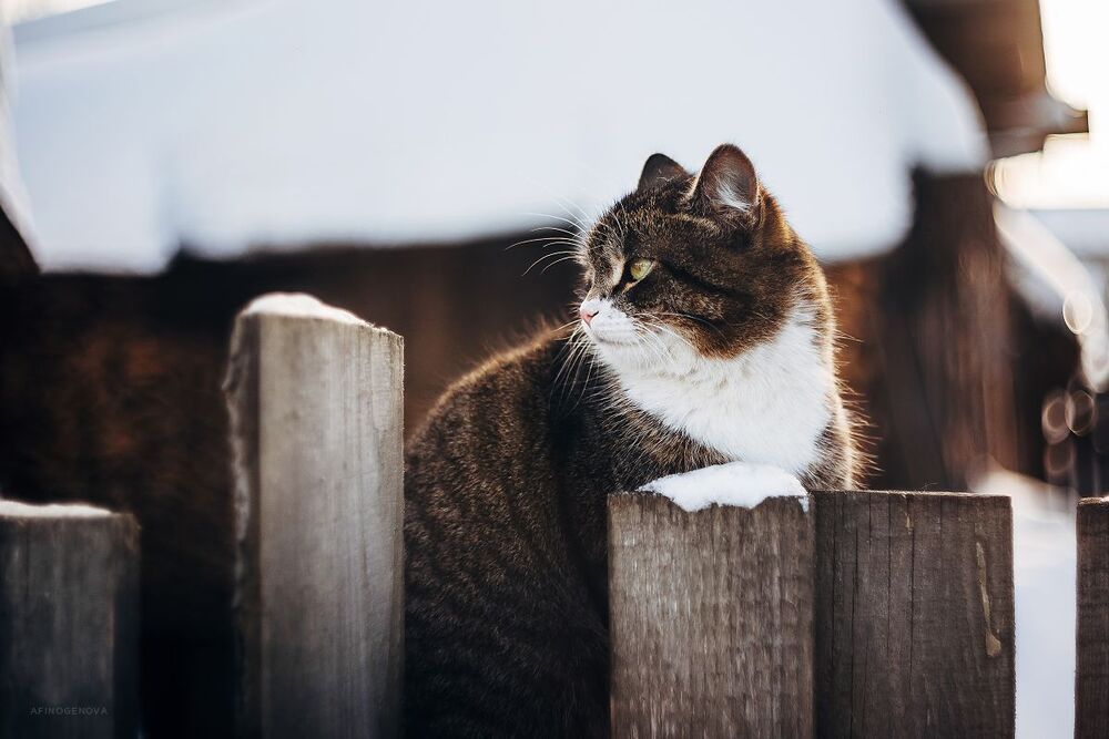 Котейка