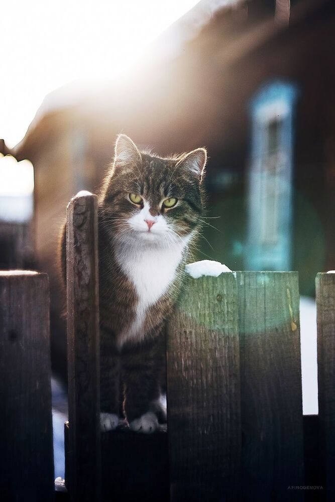 Котейка