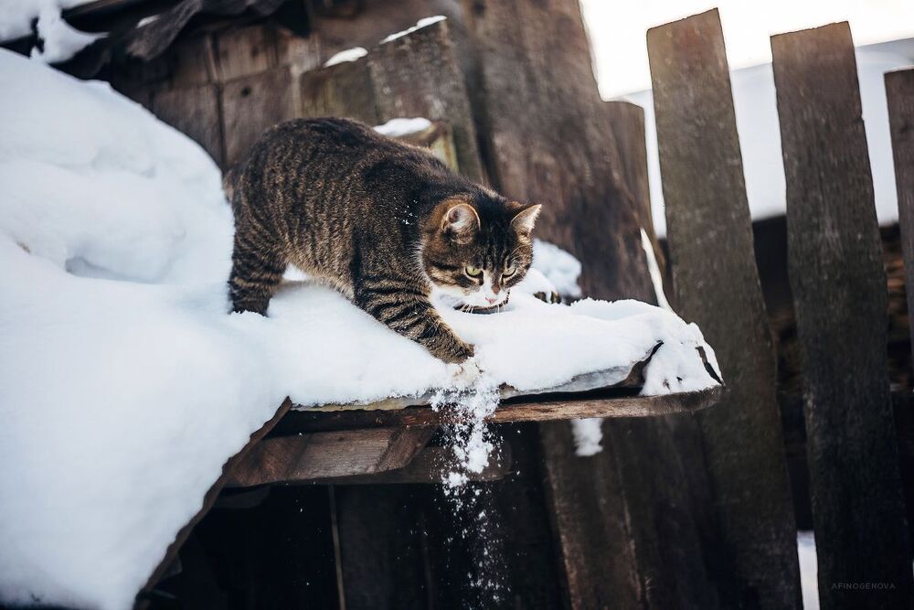Котейка