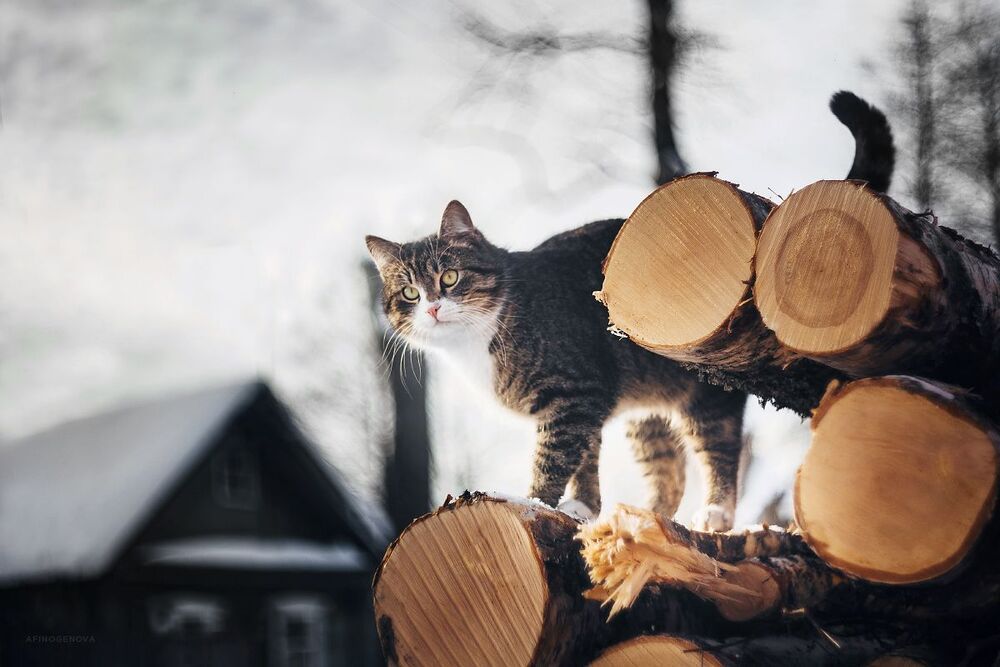 Котейка