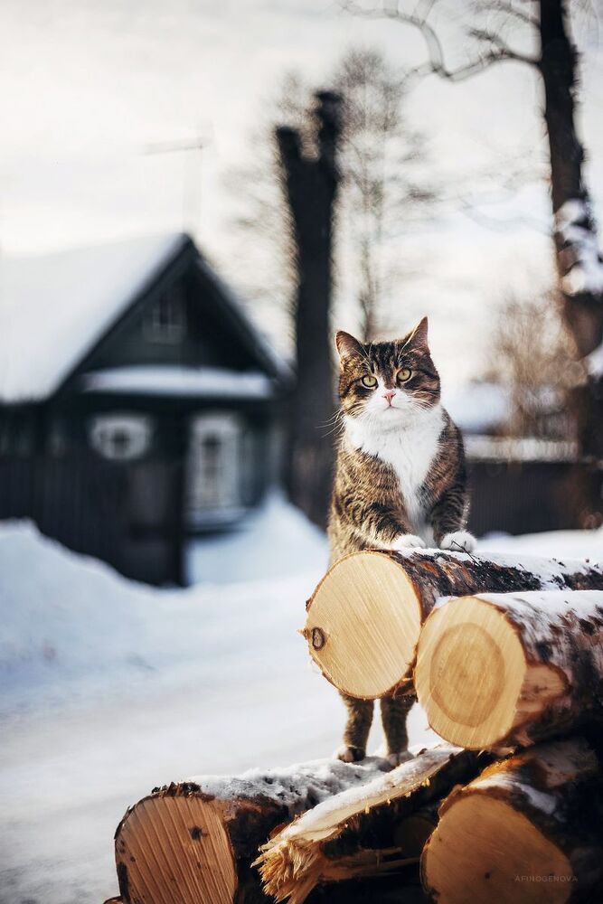 Котейка