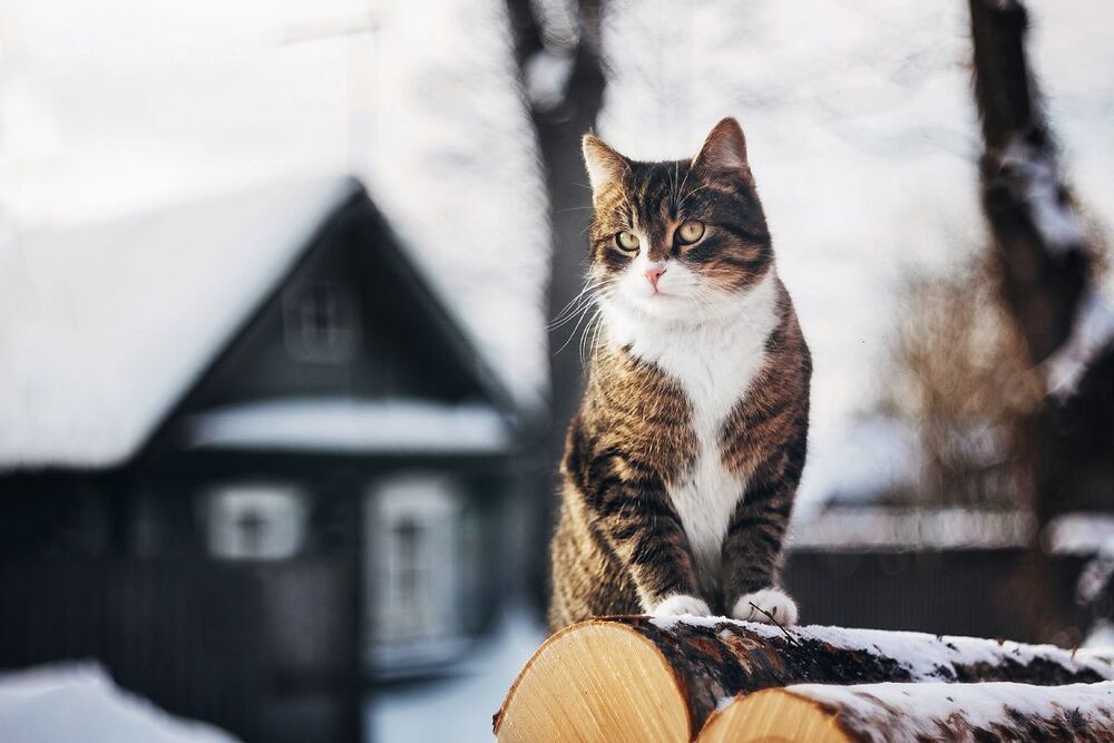 Котейка