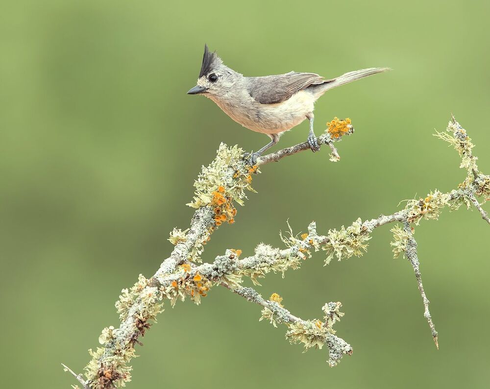 Синица чёрнохохлатая - Black-crested Titmouse