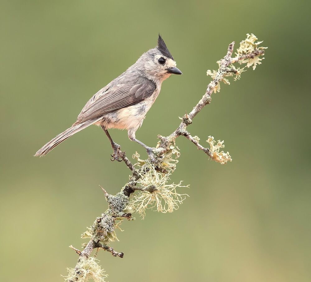 Синица чёрнохохлатая - Black-crested Titmouse