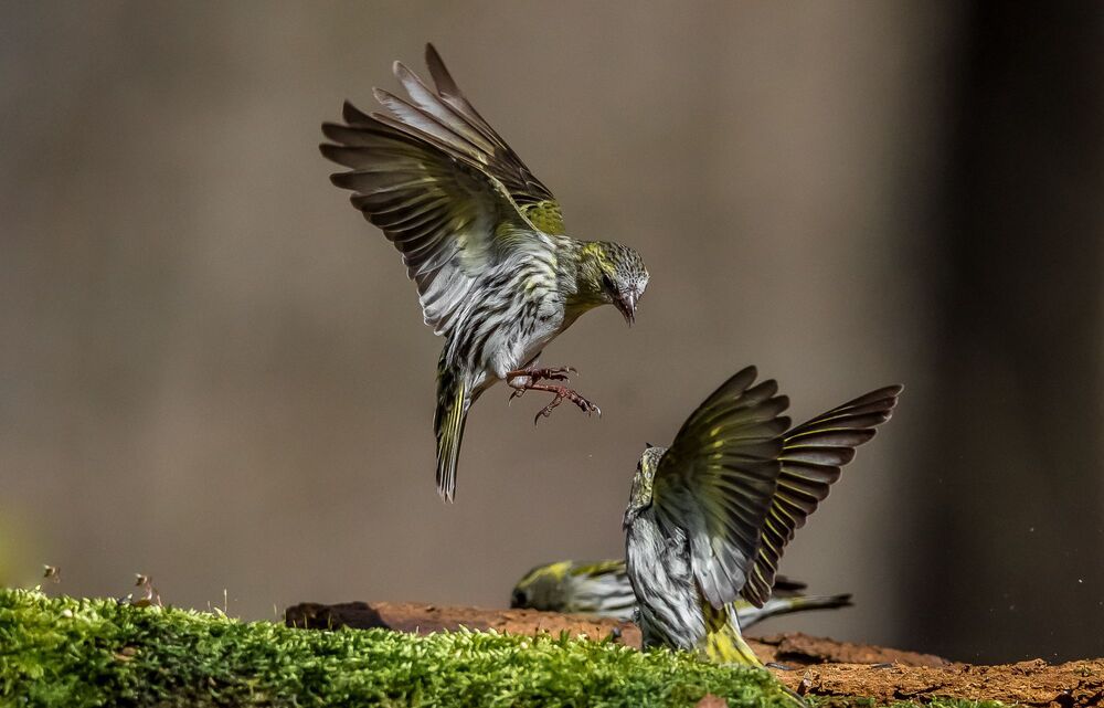small fighters