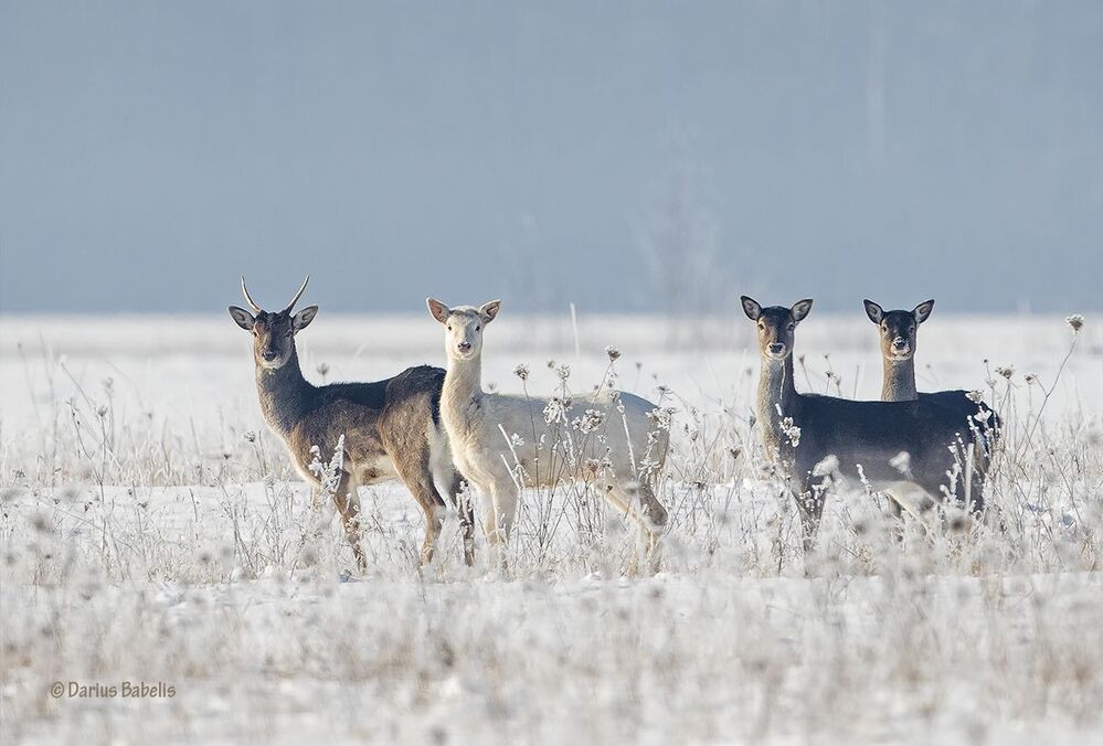 Лань
