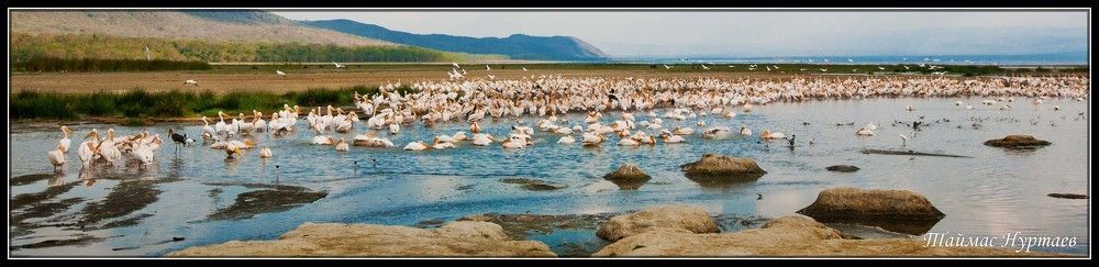 КЕНИЯ ОЗЕРО НАККУРУ РАЙ ПЕЛИКАНОВ