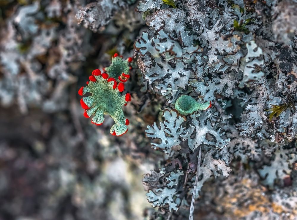 Зимний "цветок". Кладония маргариткоцветная (лат. Cladonia bellidiflora)  &mdash; вид лишайников рода Кладония (Cladonia) семейства Кладониевые (Cladoniaceae). Эпигейный кустистый лишайник.
