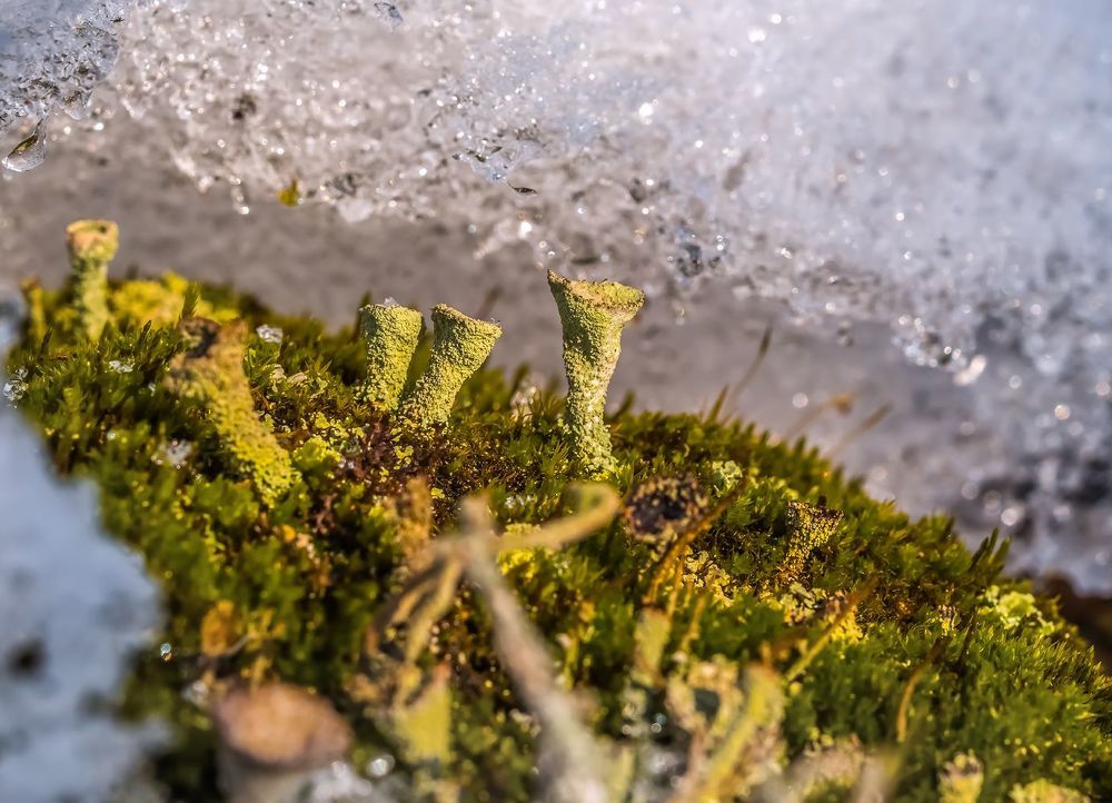 Целый мир под снегом. Кладония бахромчатая (Cladonia fimbriata) имеет слоевище из некрупных, сильно изрезанных чешуек. Подеции в виде бокальчика, серовато-зеленоватые, 1-3 см высотой.