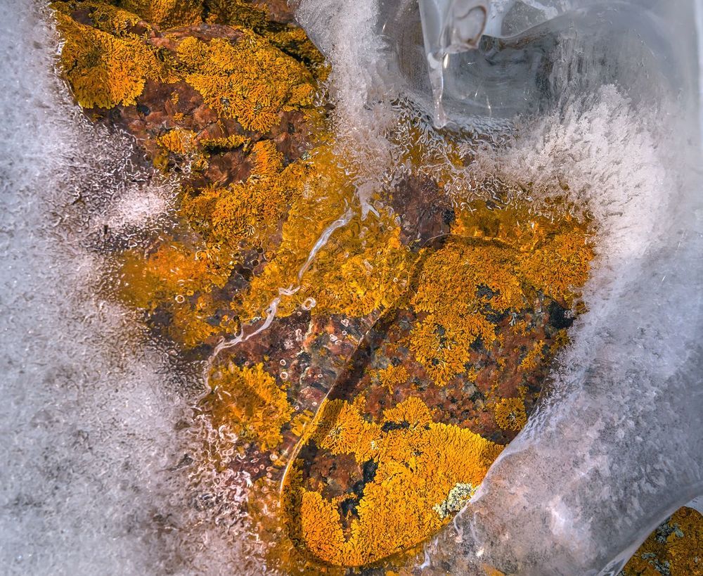 Оранжевая весна.  Ксанто́рия насте́нная (лат. Xanthoria parietina) &mdash; лишайник семейства Телосхистовые, вид рода Ксантория. За цвет ксанторию называют золотянкой. Правда, оранжевым или ярко-желтым становится только лишайник, растущий на солнечном свету. В тени он окраску теряет. Если тень достаточно густая, ксантория будет не желтой, а грязно-зеленой. Растет ксантория очень медленно. Ее годовой прирост составляет всего около 1 мм.