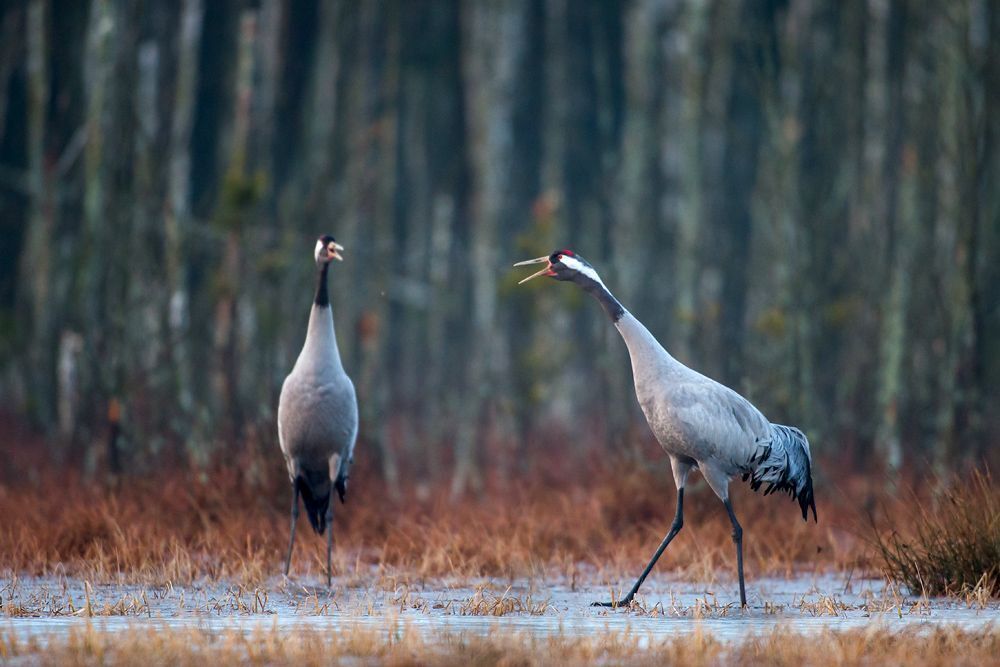 Grus grus