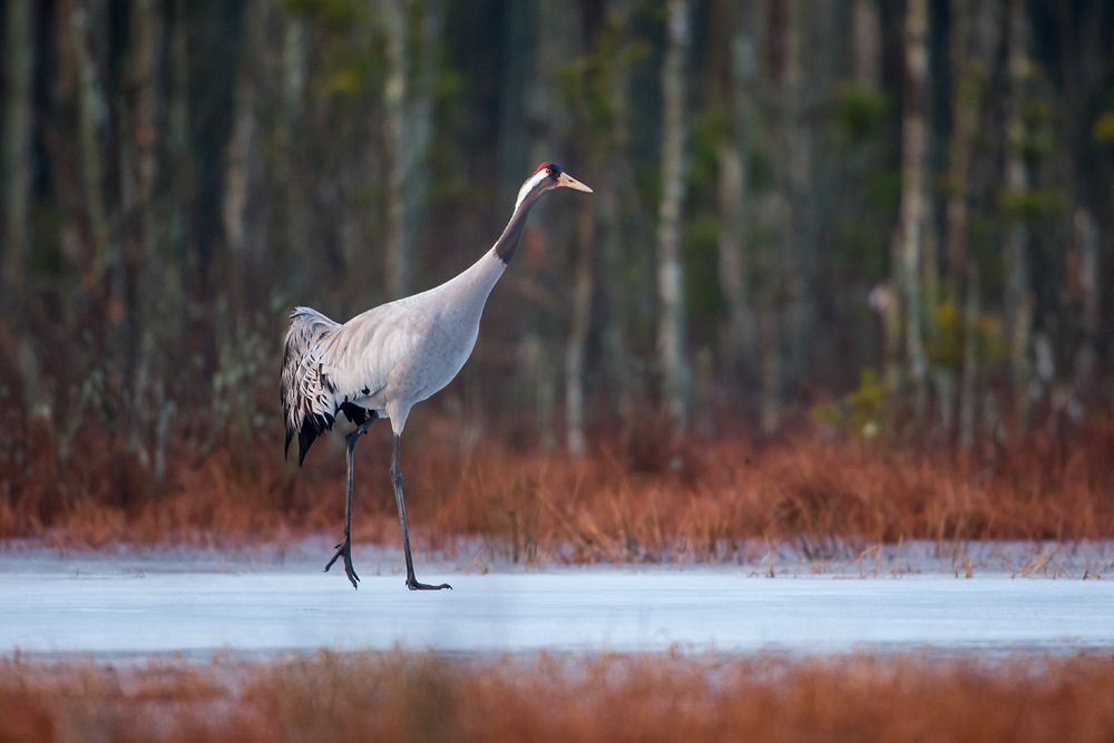 Grus grus