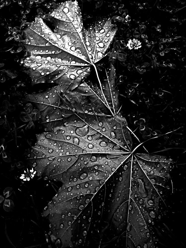 Photo 1254193