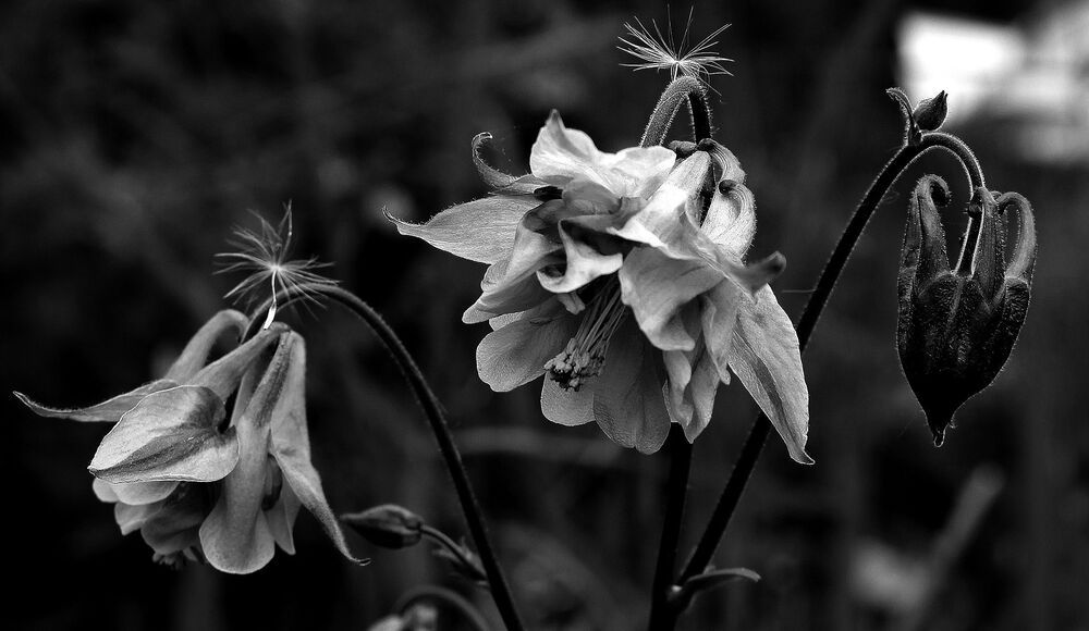 Photo 1254195