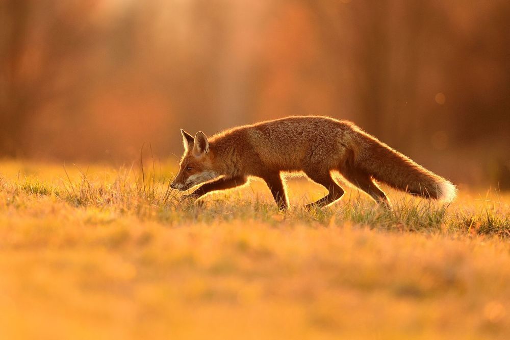 Photos by Juraj Bencik