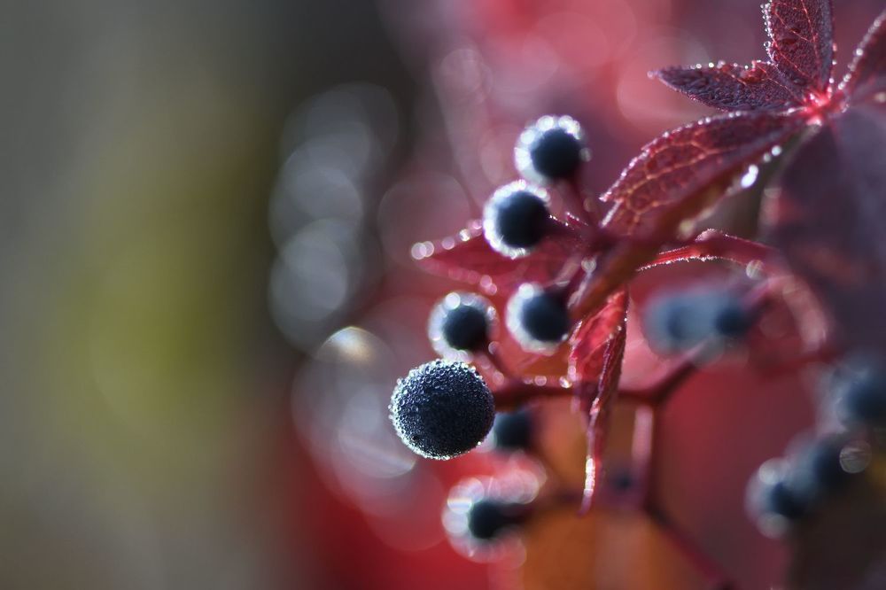Photos by Juraj Bencik