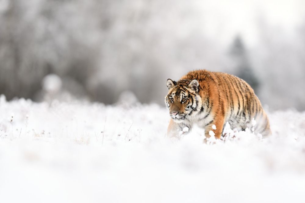 Photos by Juraj Bencik
