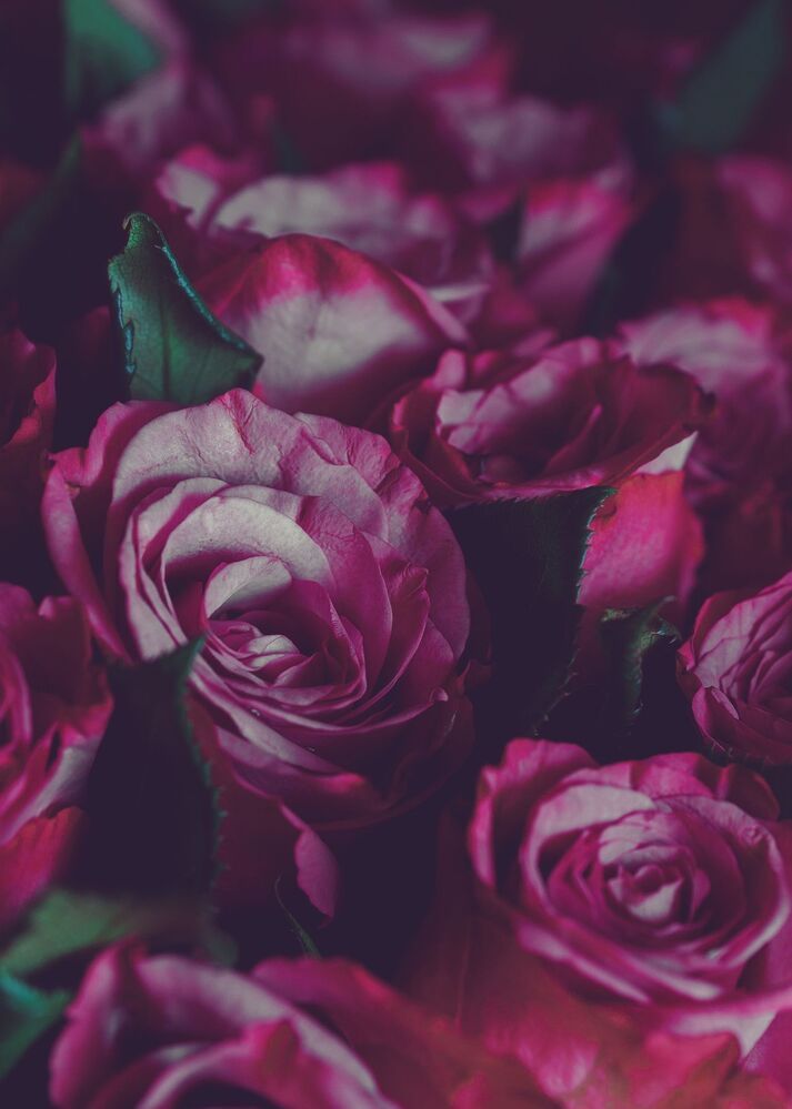 about roses