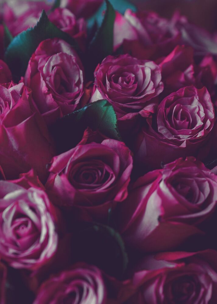 about roses