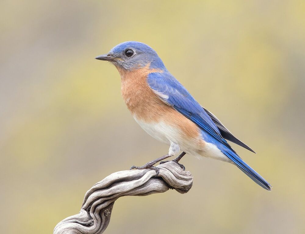 Восточная сиалия  пара - Eastern Bluebirds Male & Female