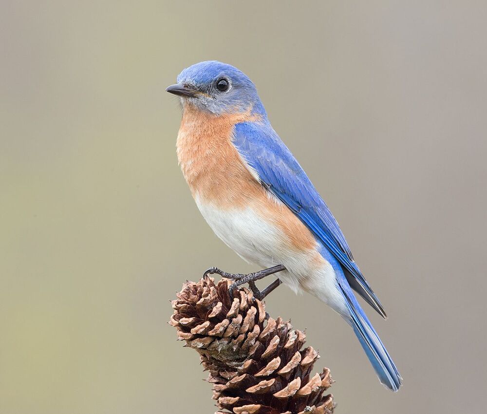 Восточная сиалия  пара - Eastern Bluebirds Male & Female