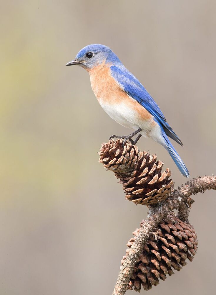 Восточная сиалия  пара - Eastern Bluebirds Male & Female