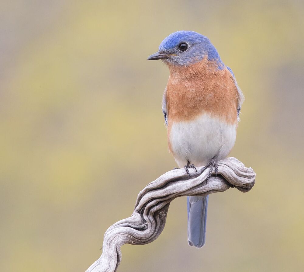 Восточная сиалия  пара - Eastern Bluebirds Male & Female
