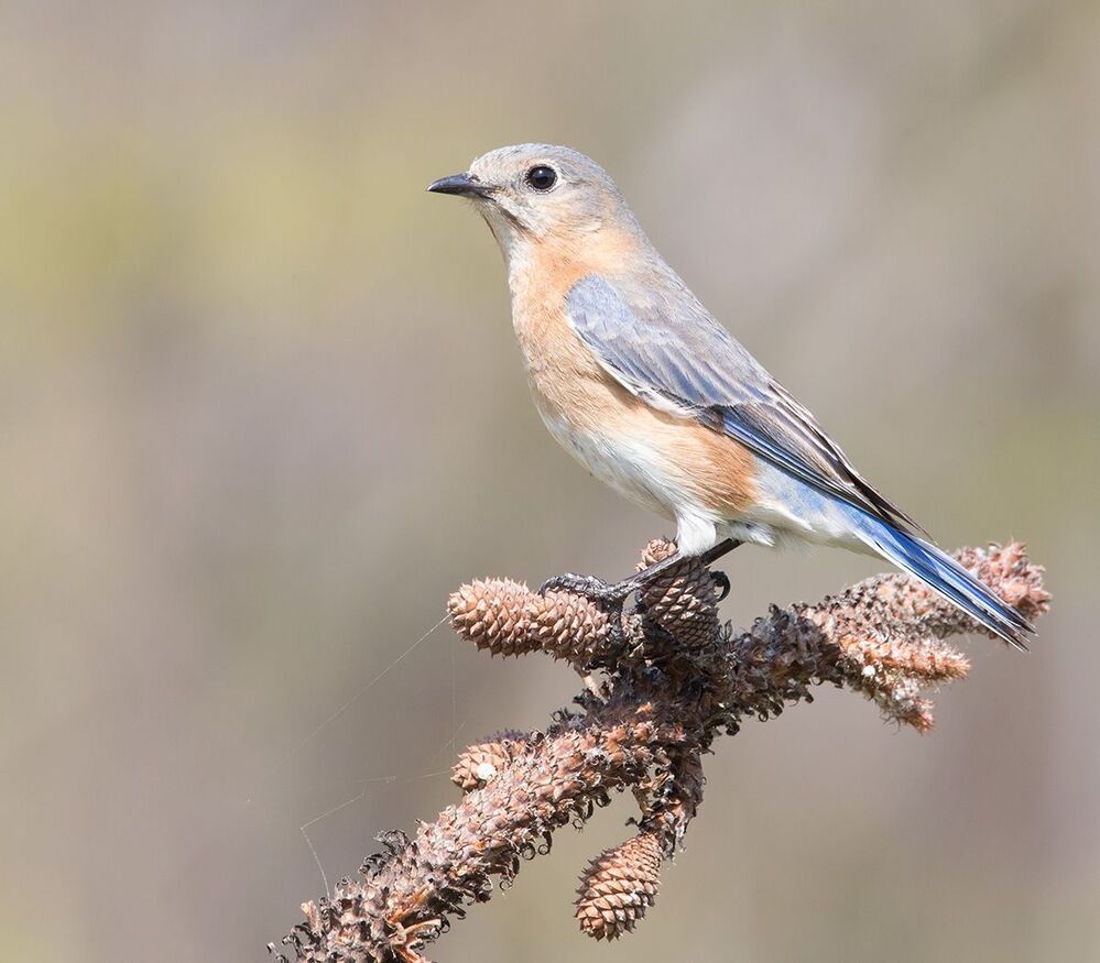 Восточная сиалия  пара - Eastern Bluebirds Male & Female