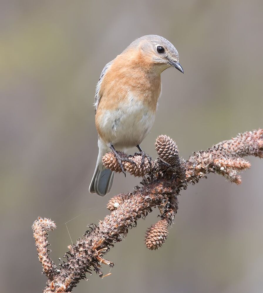 Восточная сиалия  пара - Eastern Bluebirds Male & Female