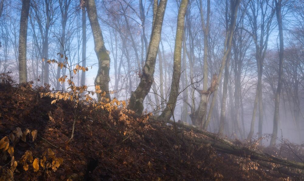 Про март, лес и туман