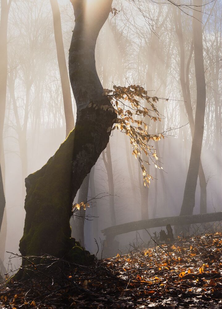 Про март, лес и туман
