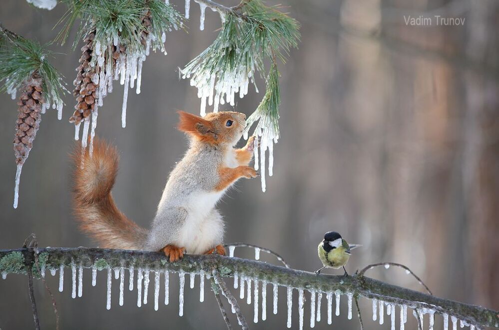 Ну где же ты Весна!