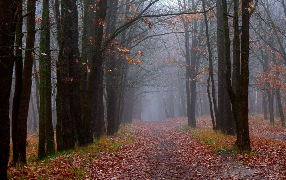 Скупы ноябрьские картины, померкли краски и померкли звуки